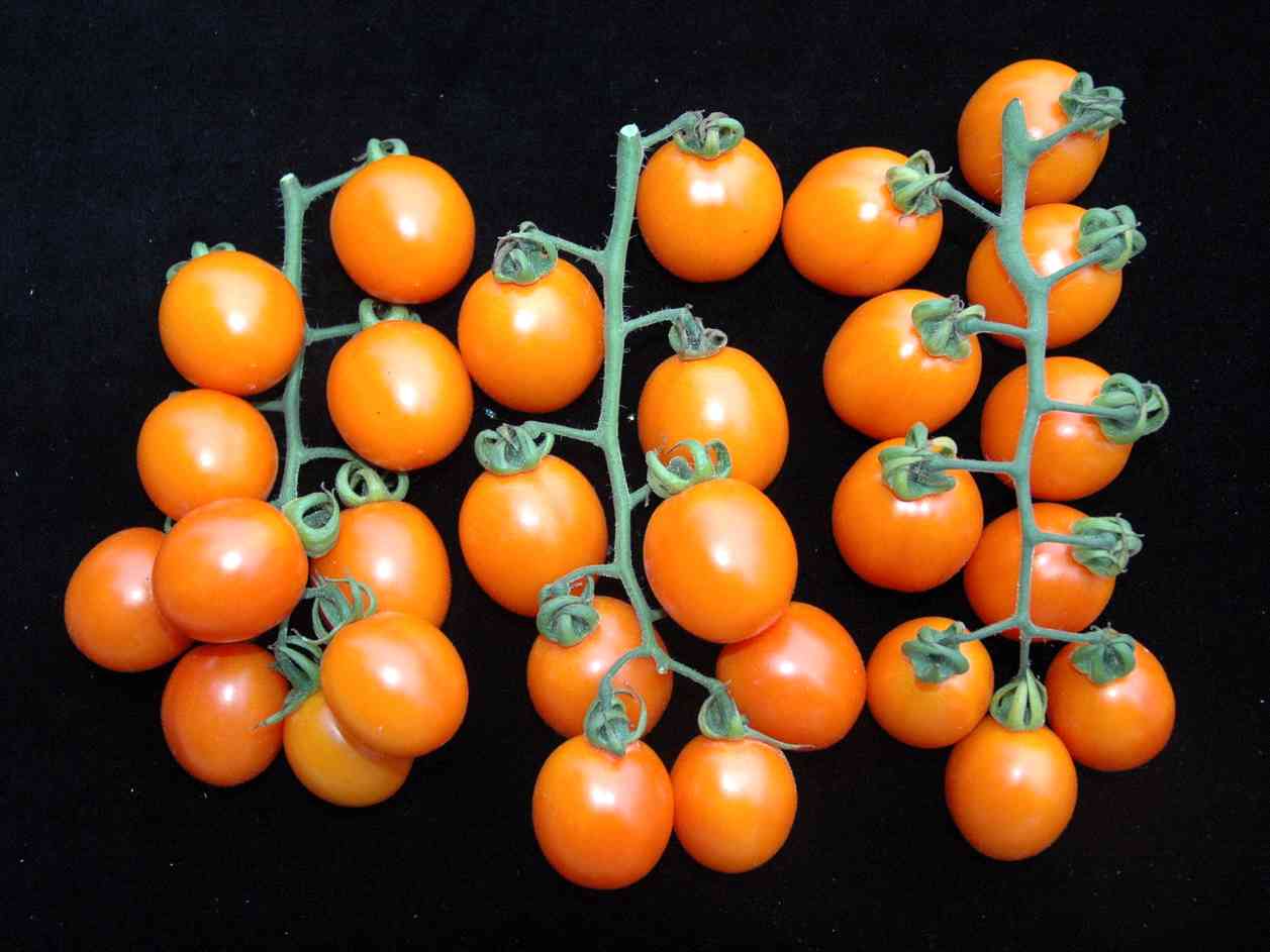 有健康概念的小番茄+新品种「花莲亚蔬21号」