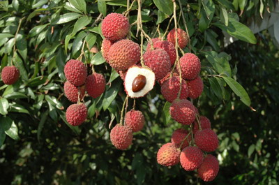 台农4号「吉荔」荔枝