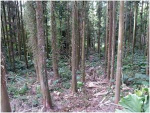 关于发挥爱的隐形管理效能的学士学位论文范文